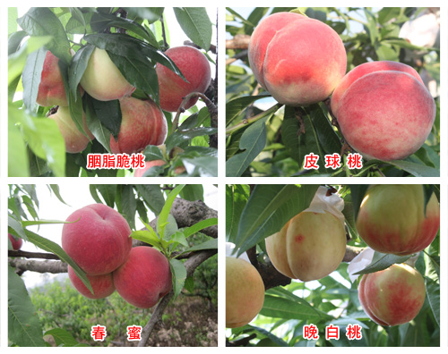 桃树需水规律与桃园灌溉技术