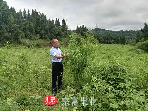 “宗富果业”郑总到南充市嘉陵区指导桃树苗夏剪
