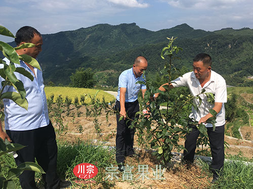 图为：“宗富果业”技术团教果农拉枝