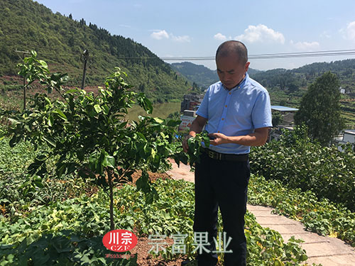 图为：“宗富果业”郑总分析纽荷尔脐橙柑橘苗病害