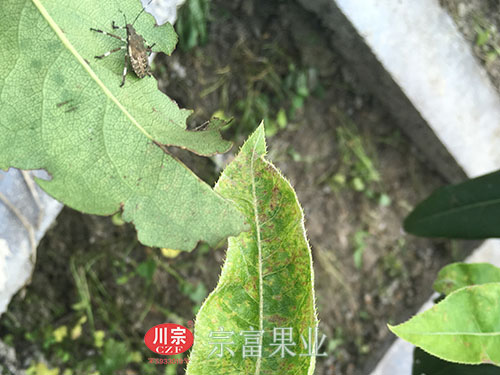 图为：翠冠梨苗蝽蟓及其为害症状