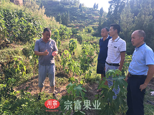 “宗富果业”果技团为王书记指导无花果苗管理工作