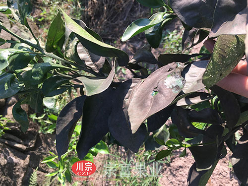 图为：柑橘树苗受霉烟病为害状