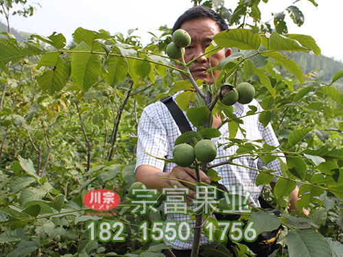 元丰核桃苗挂果状