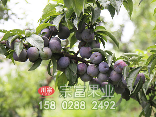 五月脆李