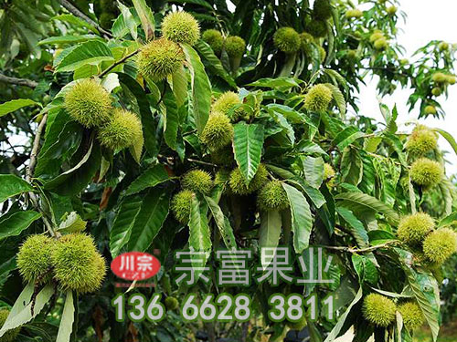 板栗