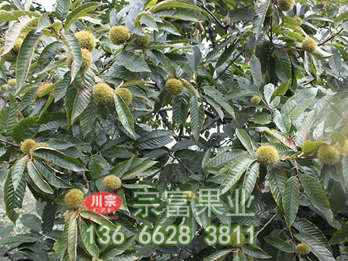 九家种板栗苗挂果状