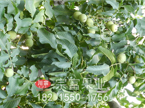 清香核桃苗