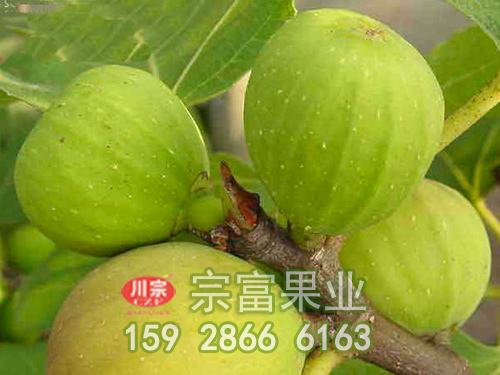 布兰瑞克无花果