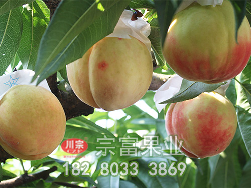晚白桃