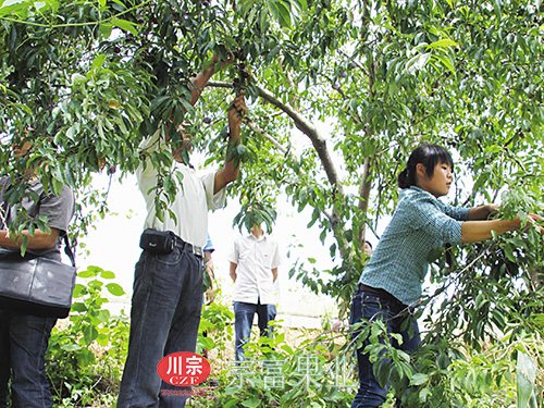 图为：各路游客果园采摘脆红李