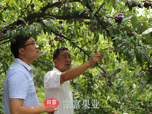 图为：“宗富果业”裴忠富给收购商唐总推荐脆红李