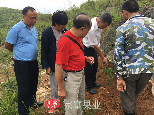 图为：“全国劳模”冒雨为枇杷苗“看病”