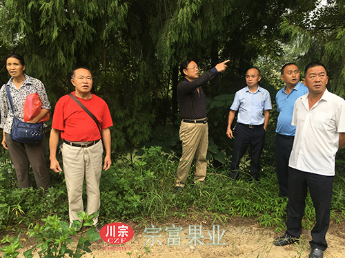 图为：“宗富果业”团队和周总在树下避雨