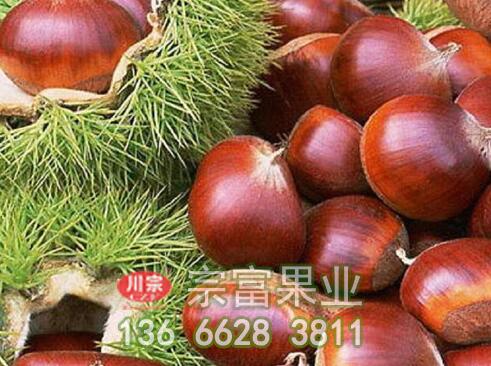 板栗苗需要去雄和疏花
