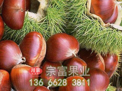 想要种植板栗苗先别着急先来了解