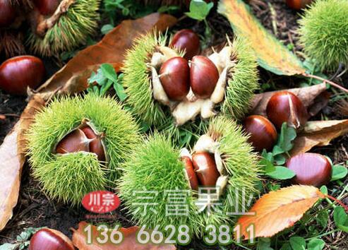 板栗苗树干涂白可消灭树皮害虫