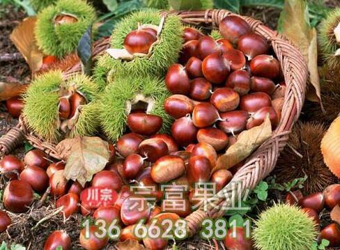 板栗苗树干涂白可消灭树皮害虫
