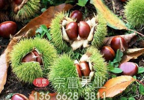 板栗苗果园低产改造有何技术要点