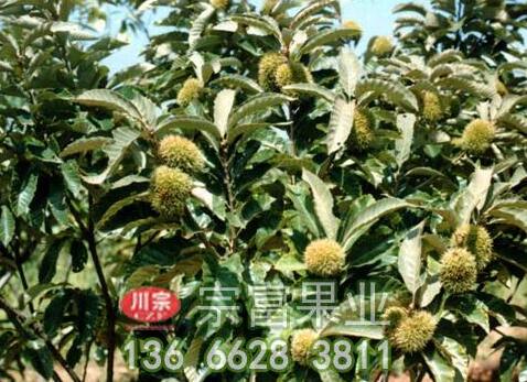 板栗苗的冬剪技术