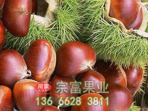 板栗苗病虫害
