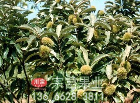 板栗苗：山上种植板栗树对施肥有什么要求