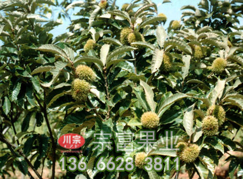 不同地区的板栗苗什么季节栽植最为有利