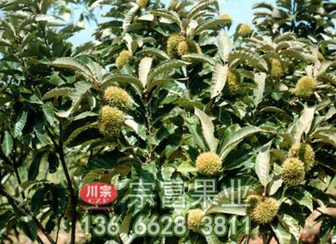 板栗苗密植低位早接栽培技术